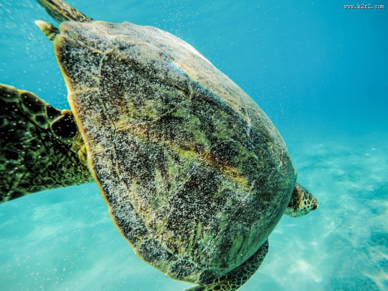 海里的海龟图片