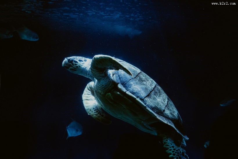 海里的海龟图片