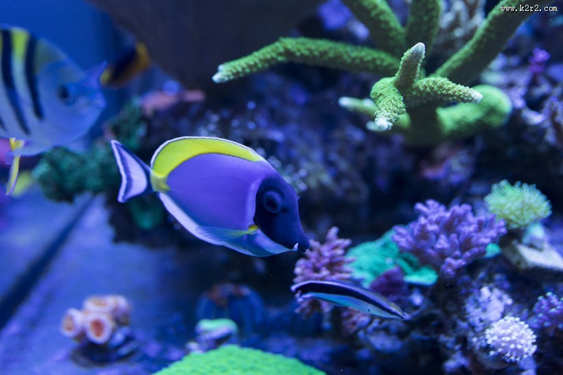 绮丽的海底世界图片