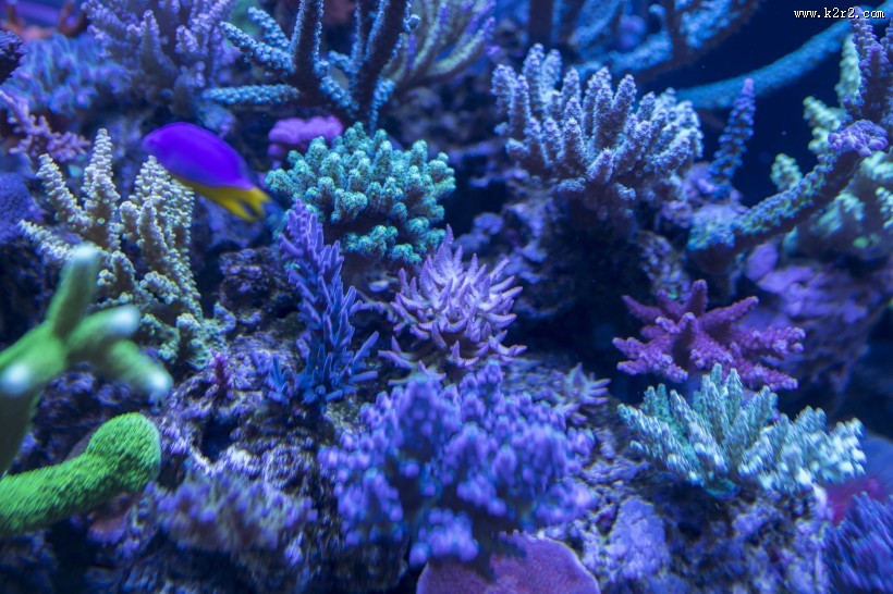 绮丽的海底世界图片