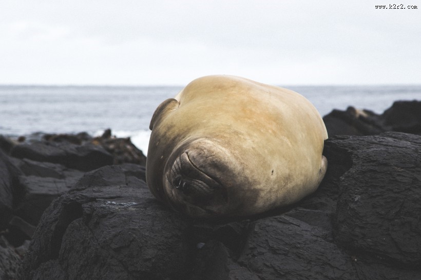 可爱的海豹图片