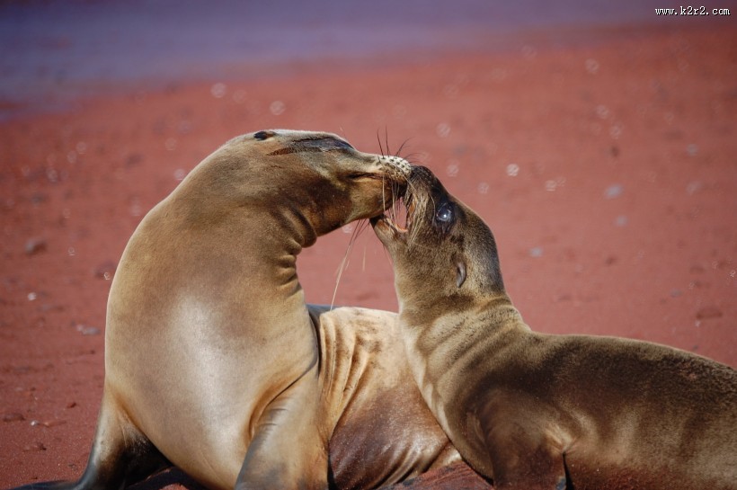 可爱的海豹图片