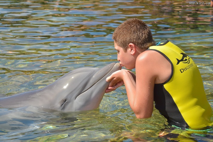 活泼可爱的海豚图片大全