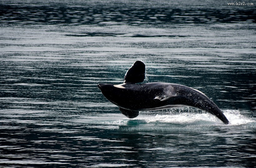 活泼可爱的海豚图片大全