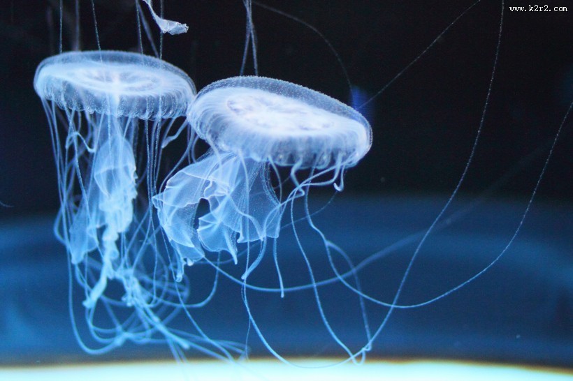 海洋中的水母图片大全