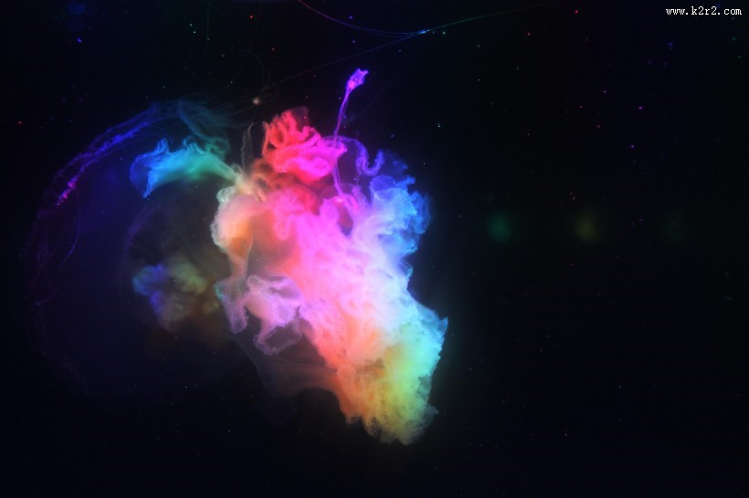 海洋中的水母图片大全