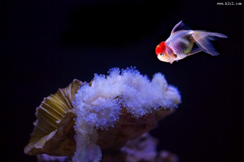 水族馆里的水生动植物图片