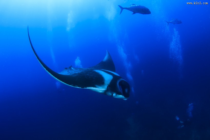 多种多样的海洋动物图片