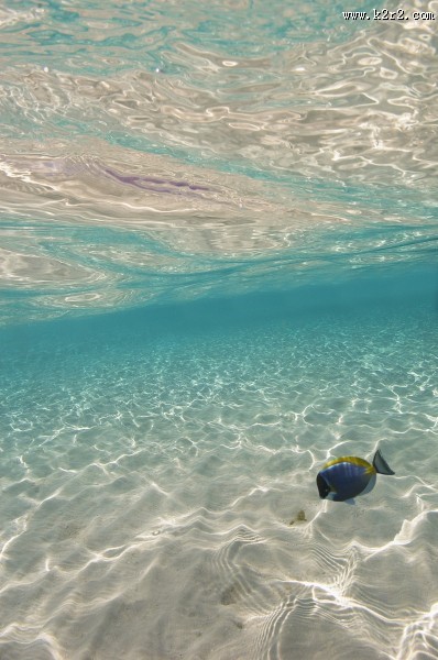 有趣的海底世界图片