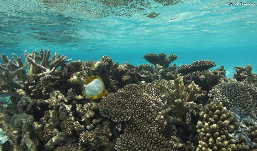 有趣的海底世界图片