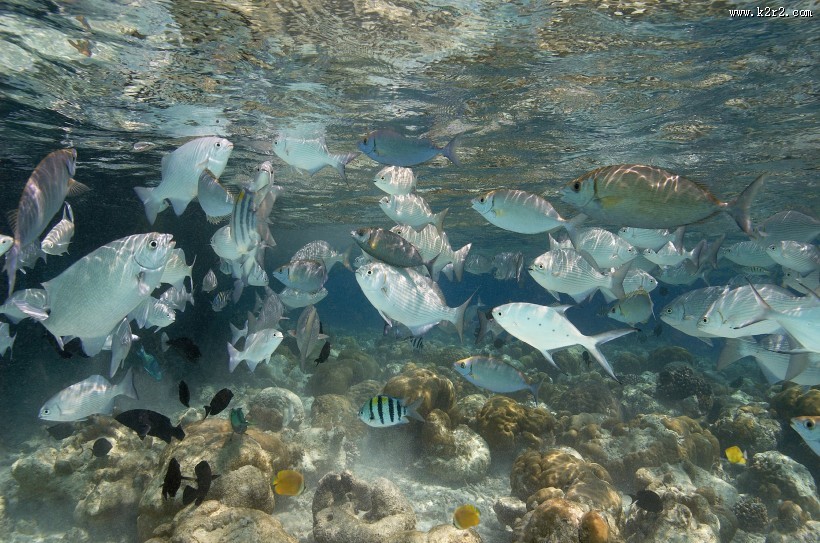 有趣的海底世界图片