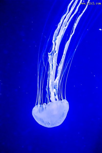 美丽漂亮的水母图片