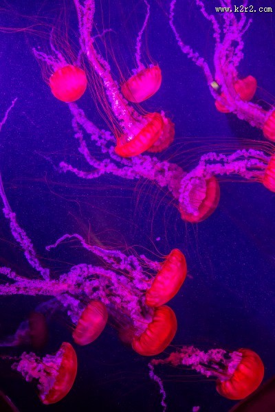 美丽漂亮的水母图片