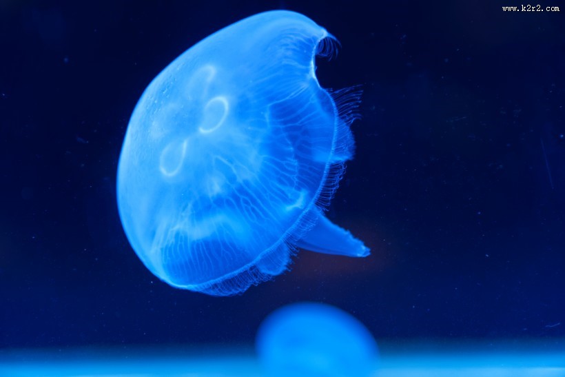 美丽漂亮的水母图片