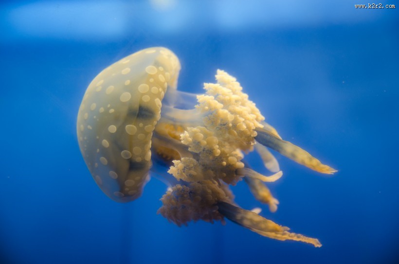美丽漂亮的水母图片