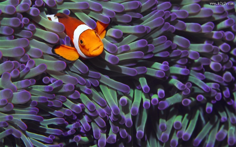 美美的小丑鱼图片大全