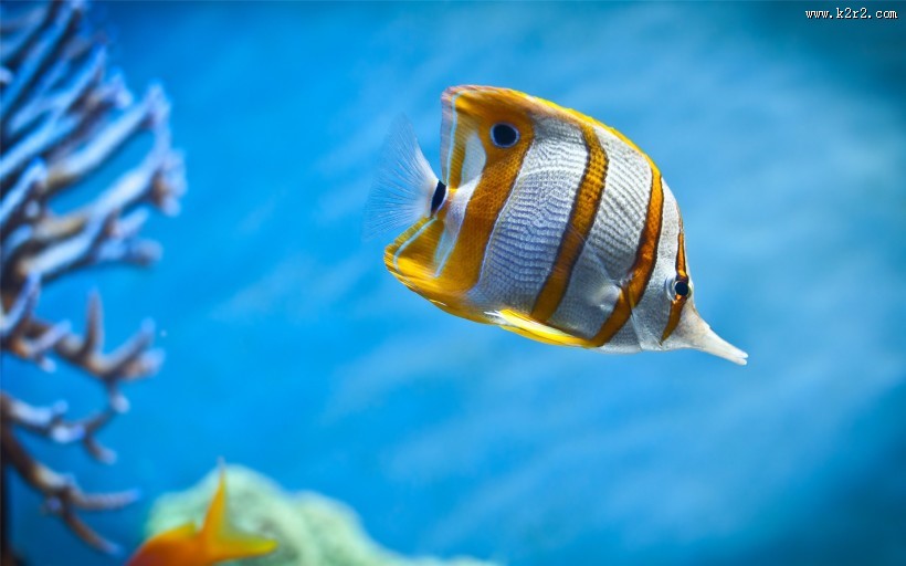 海洋海葵鱼的图片