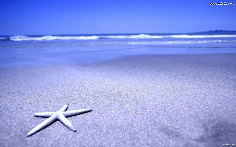 棘皮动物海星图片大全