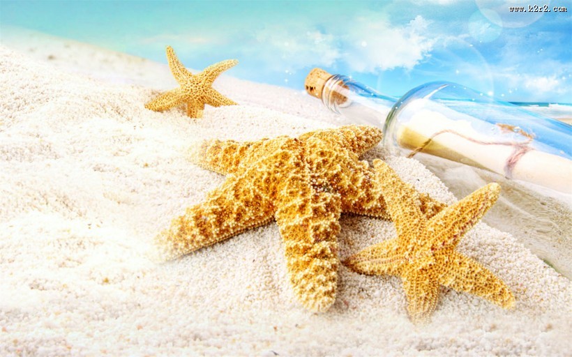 棘皮动物海星图片大全