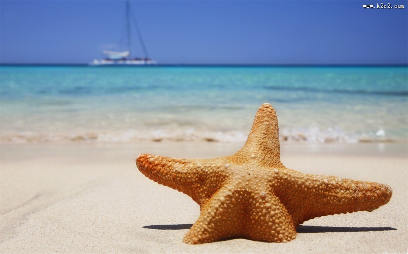 棘皮动物海星图片大全