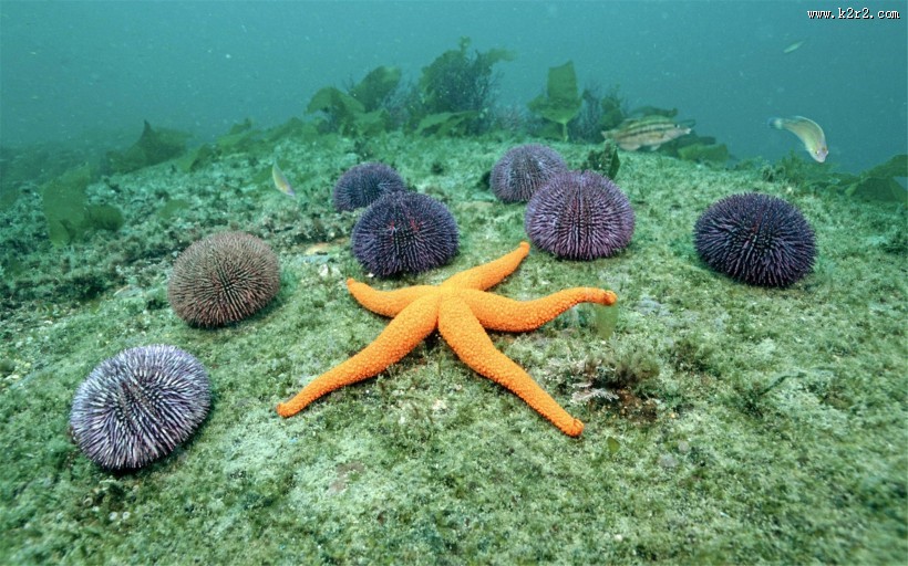 美丽的海星图片大全