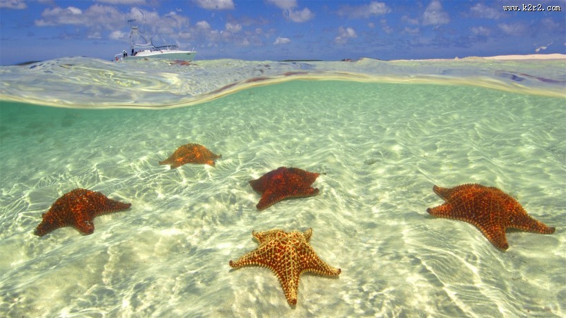 美丽的海星图片大全