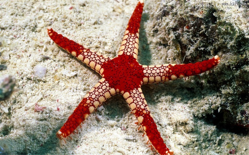 美丽的海星图片大全