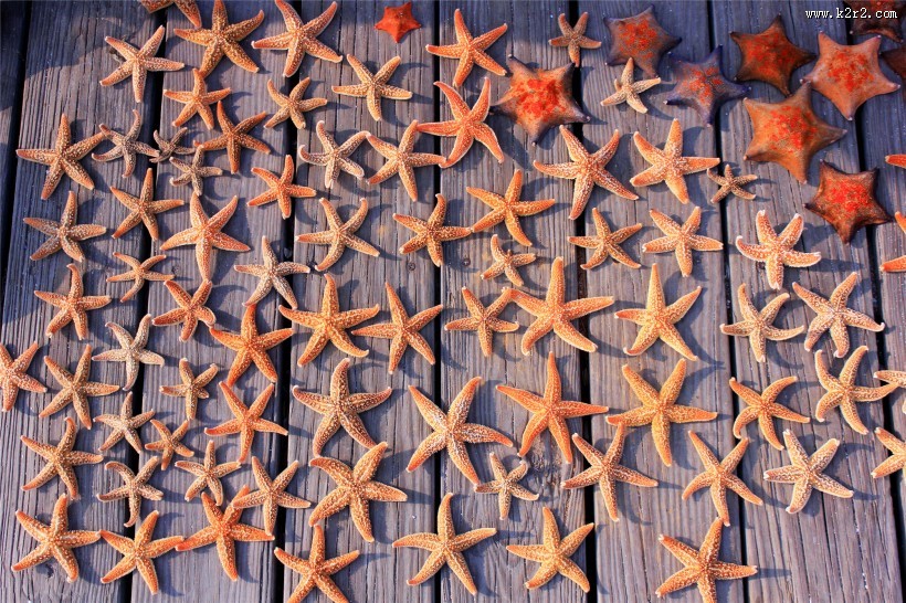 美丽的海星图片大全