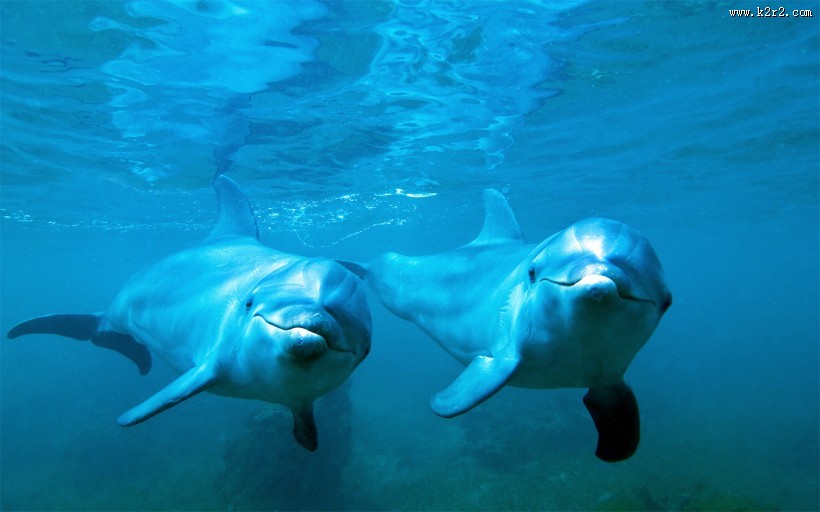 水生哺乳动物海豚图片