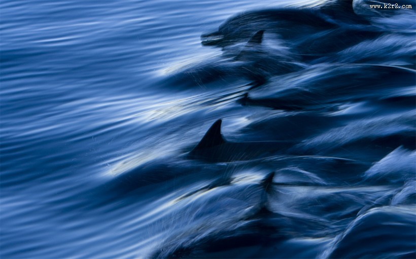 水生哺乳动物海豚图片