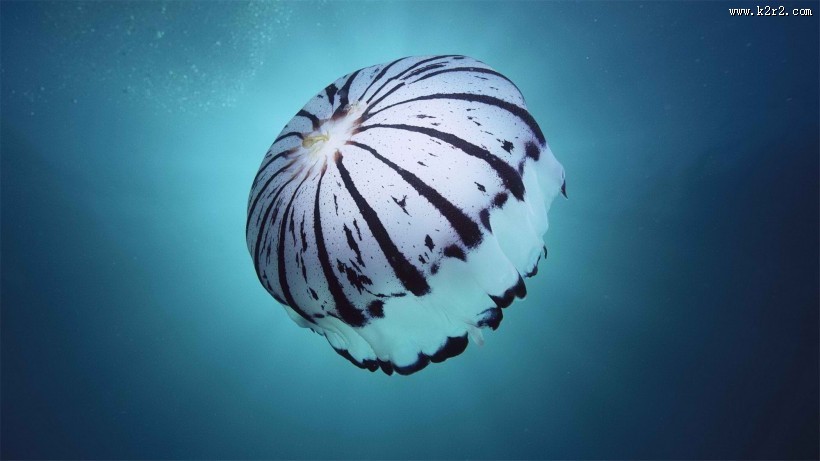 漂亮的水生动物水母图片大全