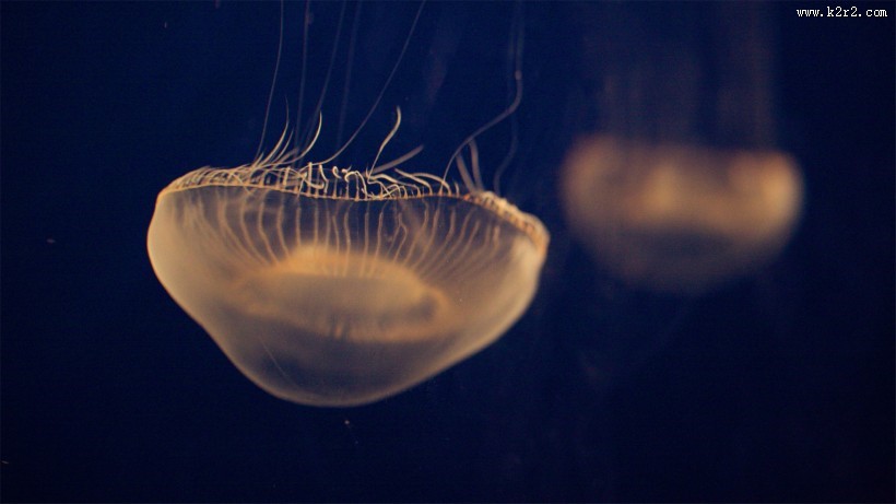 漂亮的水生动物水母图片大全