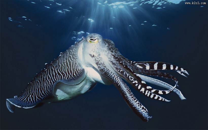 海洋里各种奇妙的海底生物图片