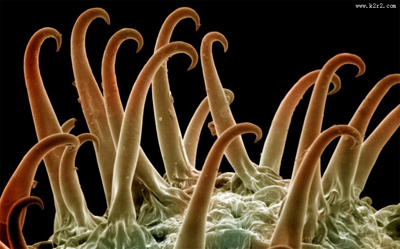 海洋里各种奇妙的海底生物图片