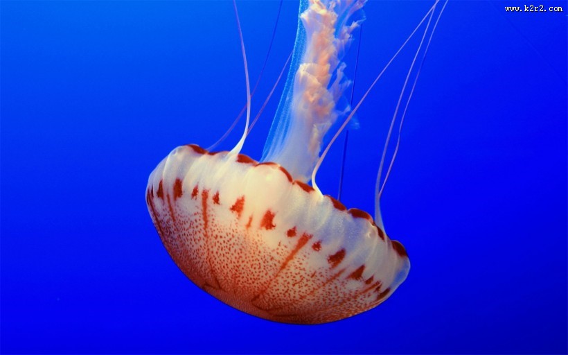 海洋里各种奇妙的海底生物图片