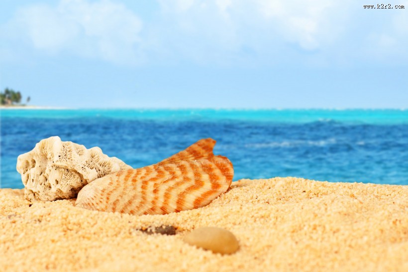 沙滩上的贝壳图片大全