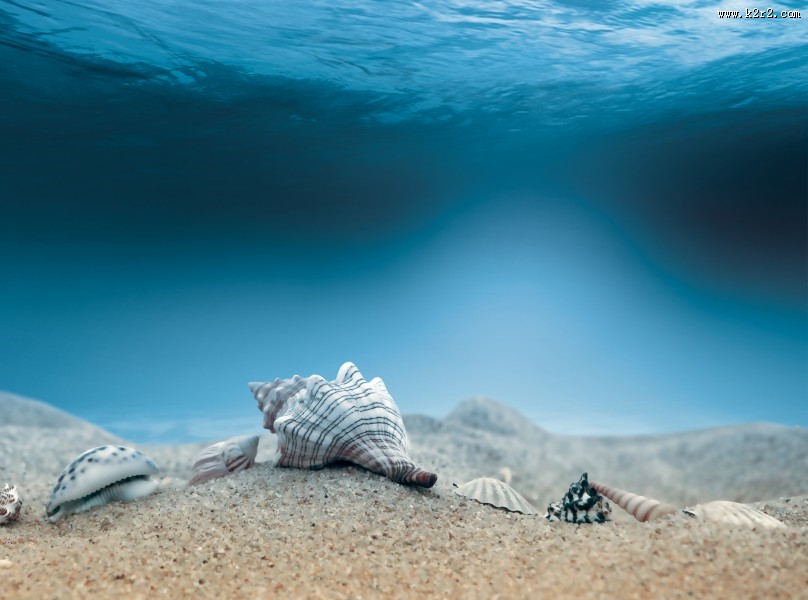沙滩上的贝壳图片大全