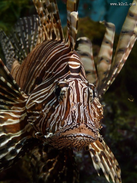 美味的狮子鱼图片