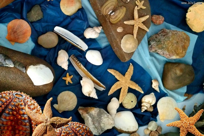 贝壳图片大全