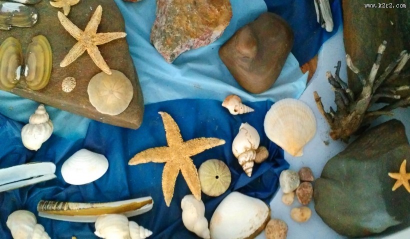 贝壳图片大全