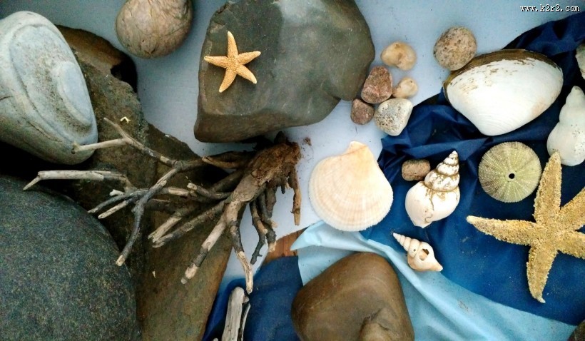 贝壳图片大全