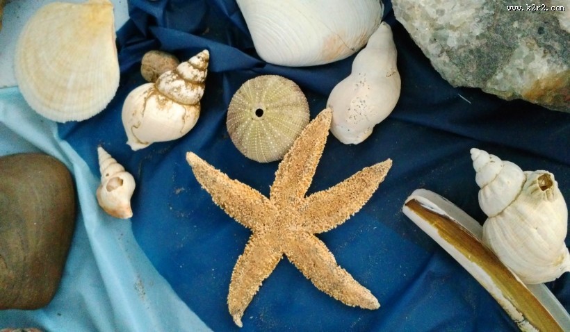 贝壳图片大全