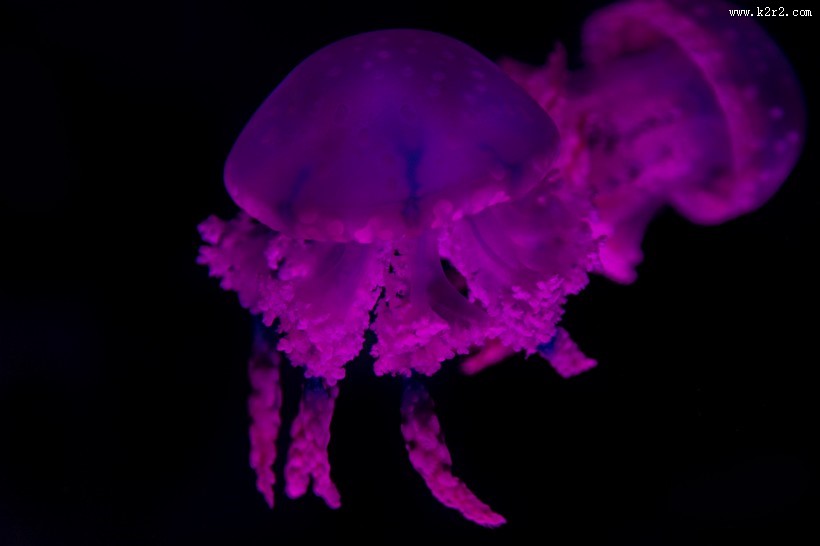 水母图片