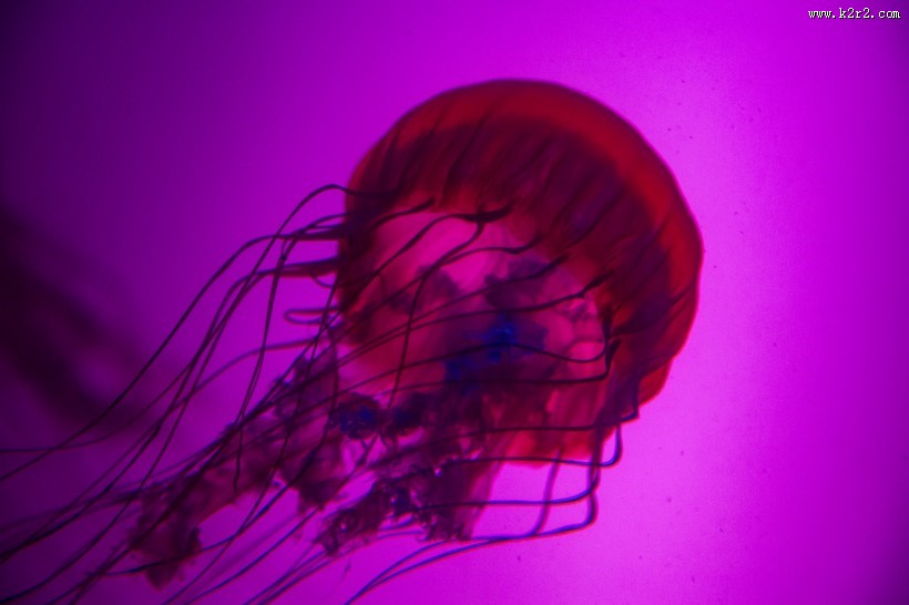 水母图片
