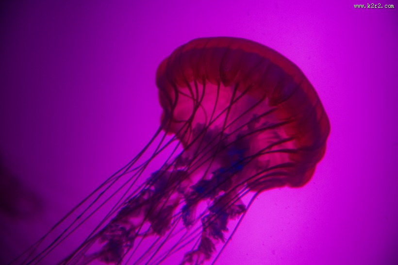 水母图片