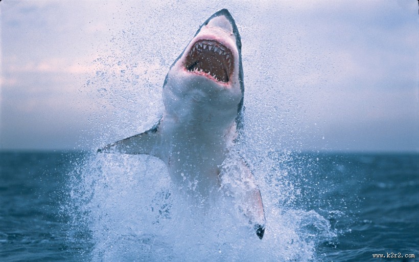 深海狂鲨图片
