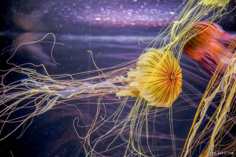绚丽多彩的水母图片