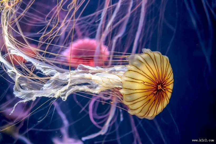 绚丽多彩的水母图片