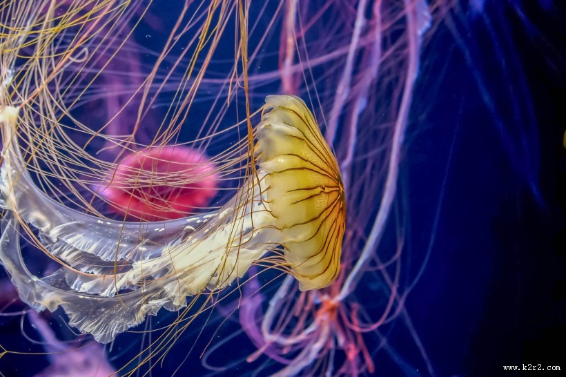 绚丽多彩的水母图片