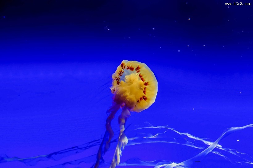 绚丽多彩的水母图片